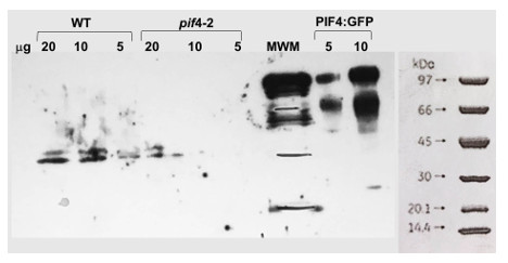 Western blot using anti-PIF4 rabbit antibodies